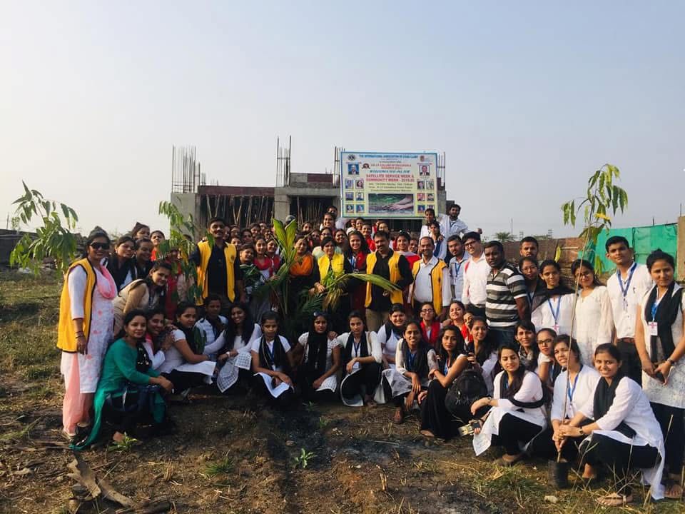 Tree plantation